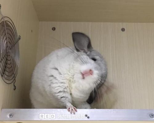 龙猫产后多久可以洗澡？（龙猫产后恢复期间的洗澡注意事项）(图2)