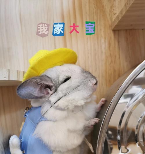 龙猫产后多久可以洗澡？（龙猫产后恢复期间的洗澡注意事项）(图3)