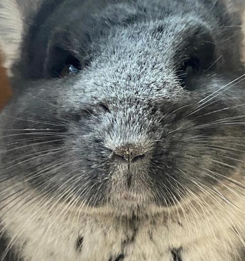 龙猫产后多久可以洗澡？（龙猫产后恢复期间的洗澡注意事项） - 新生家伴