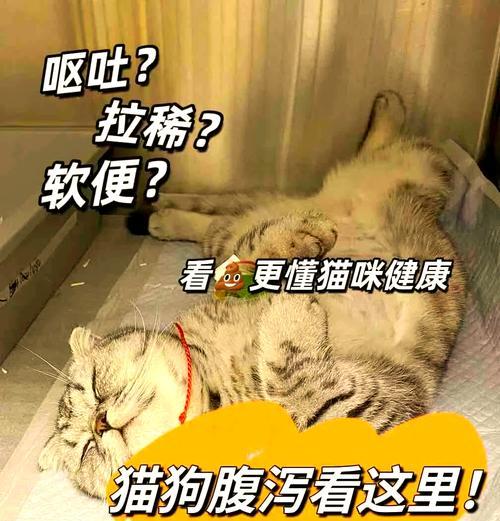 猫儿拉稀，需要持续关注多久？（解决猫儿拉稀问题的关键在于耐心和细心）(图2)