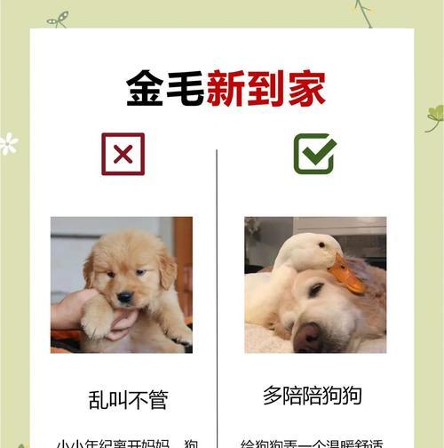 金毛犬的怀孕期是多长时间？（了解金毛犬的繁殖周期和怀孕持续时间）(图2)