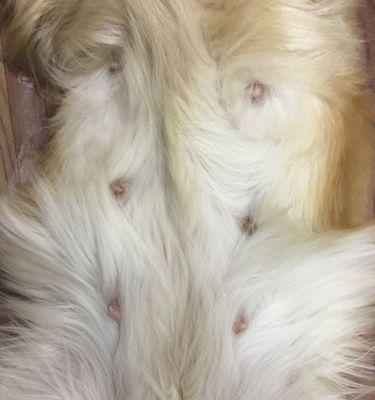 金毛犬的怀孕期是多长时间？（了解金毛犬的繁殖周期和怀孕持续时间）(图3)