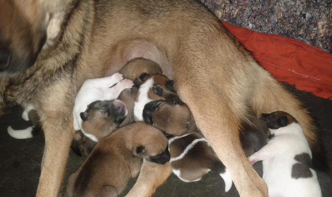 狗狗的眼睛睁开后多久可以断奶？（宝贝狗狗需要多长时间才能离开 - 新生家伴