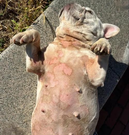 狗狗常见皮肤病及预防措施(探秘狗狗皮肤病,帮助你更好地保护它们的健康)(图3) 狗狗常见皮肤病及预防措施(探秘狗狗皮肤病,帮助你更好地保护它们的健康)(图3)