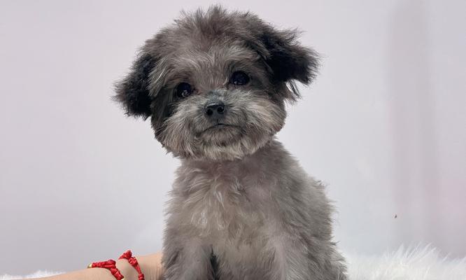 贵宾犬的价格是多少？（市场行情浮动不定，贵宾犬价格难以统一）(图1)