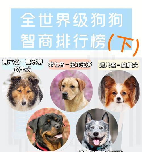 犬的智商(揭开犬类智慧的神秘面纱)(图2) 犬的智商(揭开犬类智慧的神秘面纱)(图2)