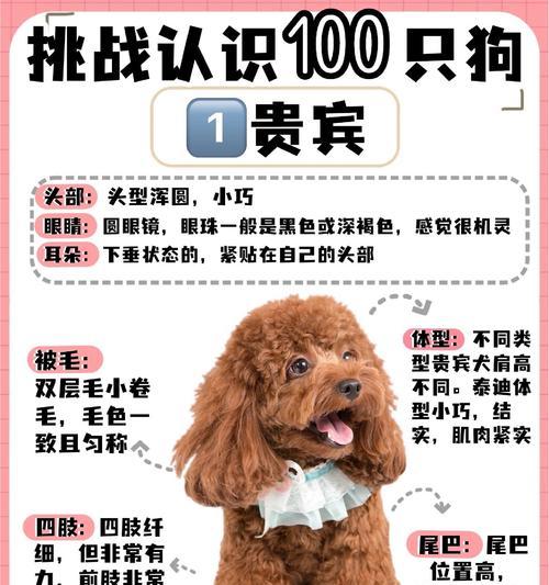 贵宾犬的价格是多少？（市场行情浮动不定，贵宾犬价格难以统一）(图2)
