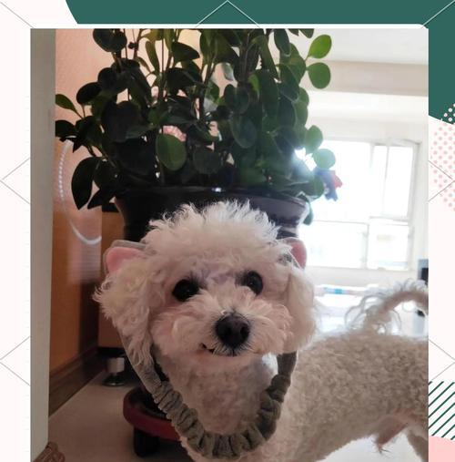 比熊犬的年龄与饮食需求（根据年龄合理喂养比熊犬，） - 新生家伴