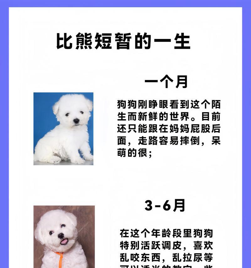 比熊犬的年龄与饮食需求（根据年龄合理喂养比熊犬，）(图2)