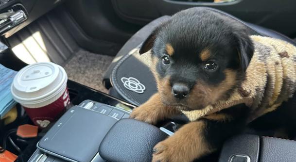 山东正规犬舍（了解山东正规犬舍的标准和服务，为您的宠物提供一个优质的居所）(图2)