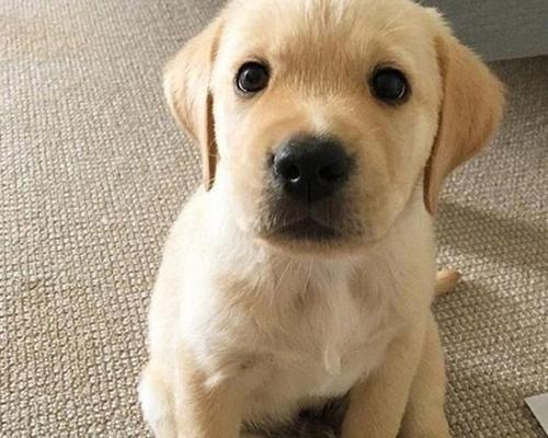 山东正规犬舍（了解山东正规犬舍的标准和服务，为您的宠物提供一 - 新生家伴