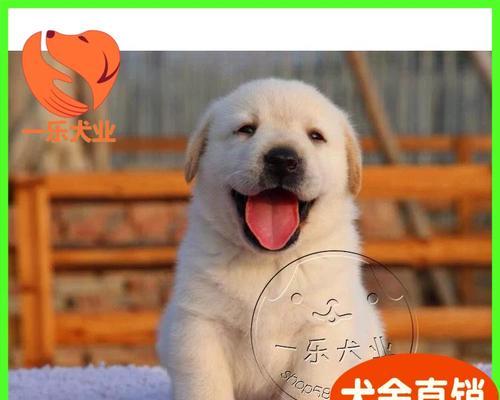 好养又可爱的短毛狗品种大全（选择短毛狗的关键是什么？）(图2)