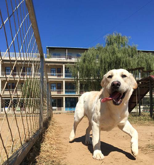 好养又可爱的短毛狗品种大全（选择短毛狗的关键是什么？）(图1)