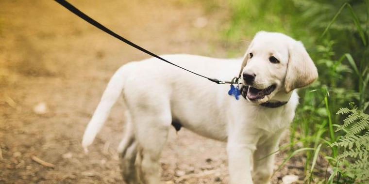 好养又可爱的短毛狗品种大全（选择短毛狗的关键是什么？）(图3)