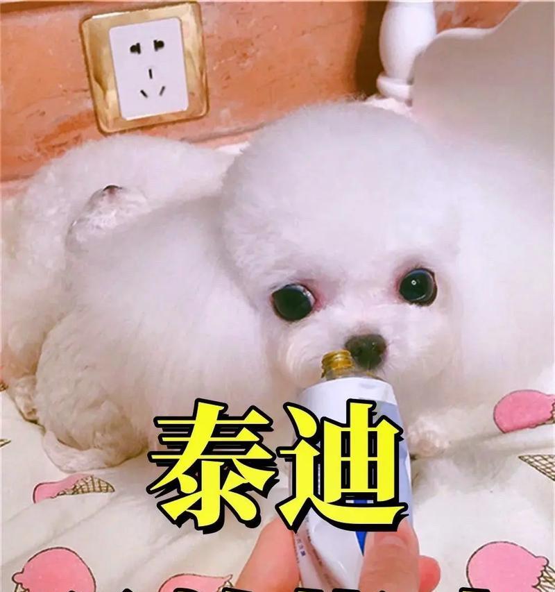 泰迪犬生产后多久可以洗澡？（了解泰迪犬生产后洗澡的适当时间及 - 新生家伴