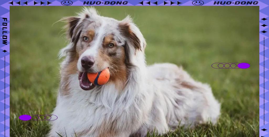 幼犬能吹空调多久？（探讨幼犬在不同环境下使用空调的时间限制）(图2)