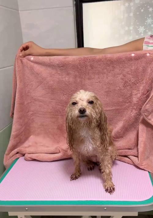 幼犬能吹空调多久？（探讨幼犬在不同环境下使用空调的时间限制）(图3)