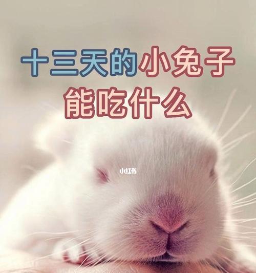 兔子饲养之喂养周期与销售时机（合理喂养周期下的兔子销售策略）(图2)