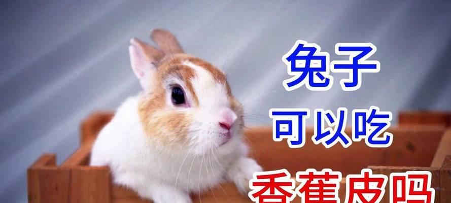 兔子饲养之喂养周期与销售时机（合理喂养周