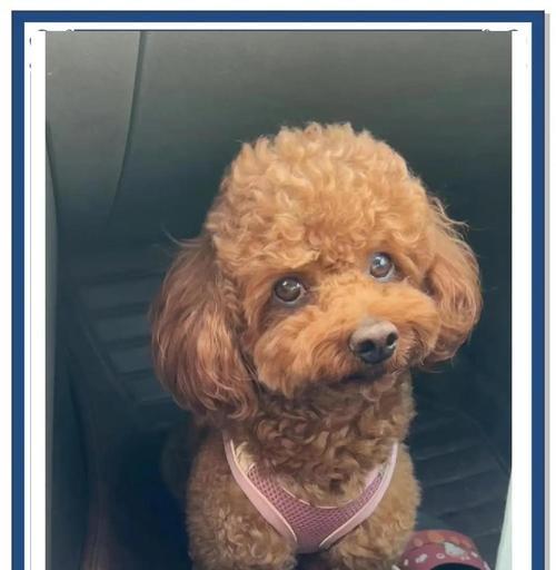 小心！泰迪不能吃的水果有哪些？（了解泰迪不能吃的水果，守护宠物健康）(图3)