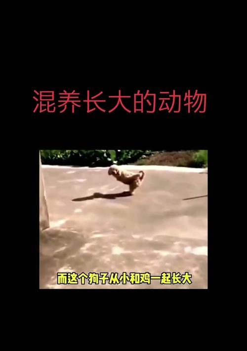 混养动物的乐趣与挑战（探索多种动物混养的奇妙世界）(图3)