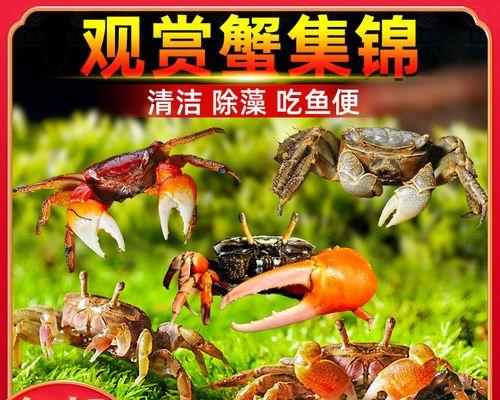 混养动物的乐趣与挑战（探索多种动物混养的