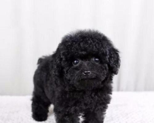 如何准确辨认一只泰迪犬是否是纯种（通过6个关键指标轻松识别泰迪犬的纯种程度）(图2)