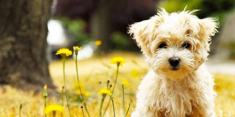 如何准确辨认一只泰迪犬是否是纯种（通过6个关键指标轻松识别泰迪犬的纯种程度）(图3)