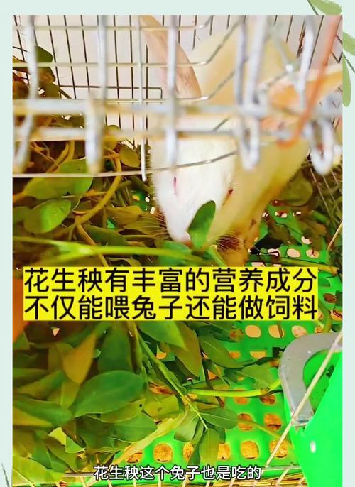 兔子饲养之喂养周期与销售时机（合理喂养周期下的兔子销售策略）(图3)