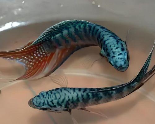 混养动物的乐趣与挑战（探索多种动物混养的奇妙世界）(图2)