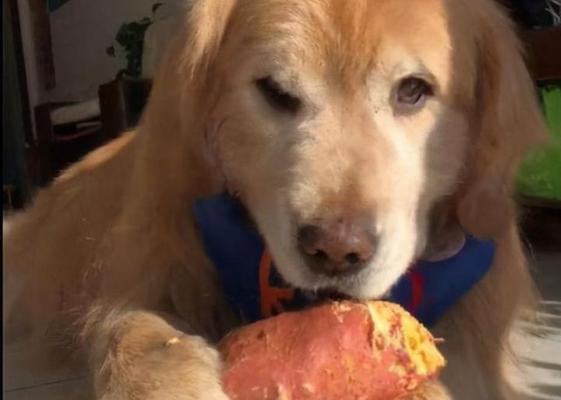 小狗下载后的饮食问题（了解小狗的饮食需求，为其提供健康的食物）(图2)