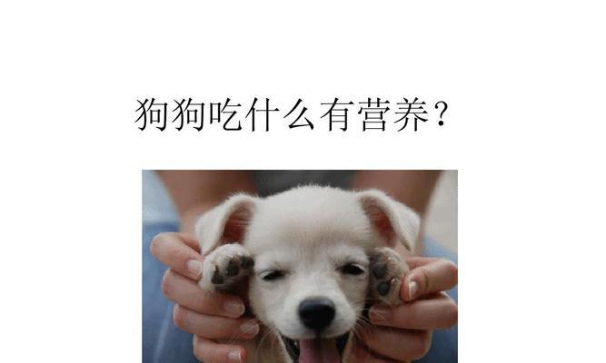 小狗下载后的饮食问题（了解小狗的饮食需求，为其提供健康的食物）(图1)