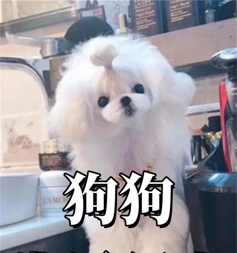 解决狗狗行为问题的有效方法（探索训练狗狗行为问题的实用技巧）(图1)