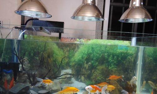 草金适合的水质条件及其重要性(打造健康水质生活,选择适宜的草金环境)(图2) 草金适合的水质条件及其重要性(打造健康水质生活,选择适宜的草金环境)(图2)