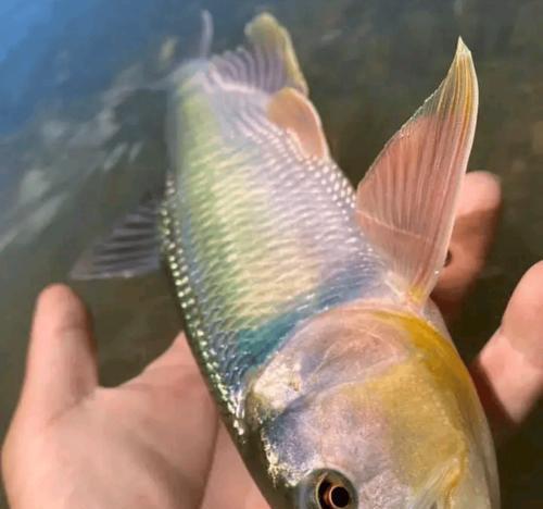 以金鱼保持水质，打造清澈水族箱（金鱼养殖的关键在于保持水质，掌握这个关键，水族箱清澈如镜）(图3)