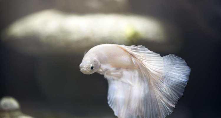 以金鱼保持水质，打造清澈水族箱（金鱼养殖的关键在于保持水质，掌握这个关键，水族箱清澈如镜）(图2)