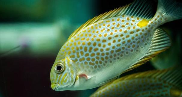 以金鱼保持水质，打造清澈水族箱（金鱼养殖的关键在于保持水质， - 新生家伴