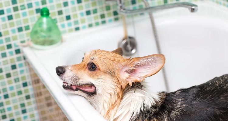 柯基犬洗澡全攻略（选择适合柯基犬的洗澡水和注意事项）(图2)