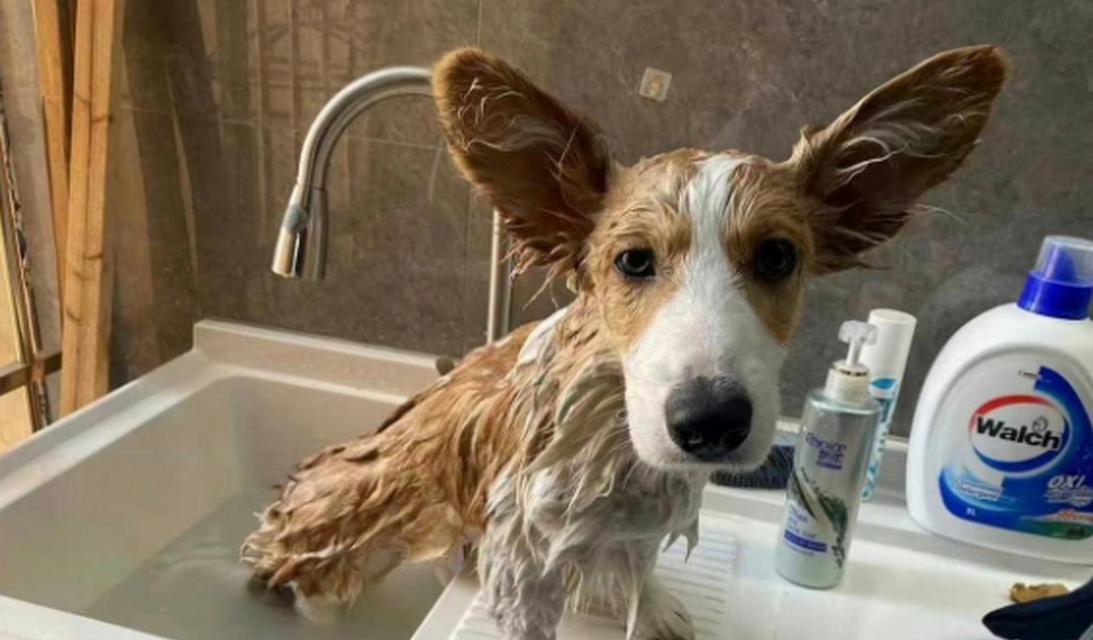 柯基犬洗澡全攻略（选择适合柯基犬的洗澡水和注意事项）(图3)