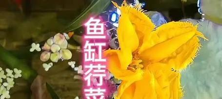 草金适合的水质条件及其重要性(打造健康水质生活,选择适宜的草金环境)(图3) 草金适合的水质条件及其重要性(打造健康水质生活,选择适宜的草金环境)(图3)