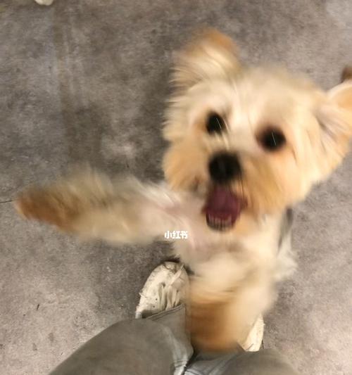 小狗洗完澡为什么会兴奋不已？（揭秘小狗洗澡后的兴奋原因，细细品味其中的乐趣！）(图1)