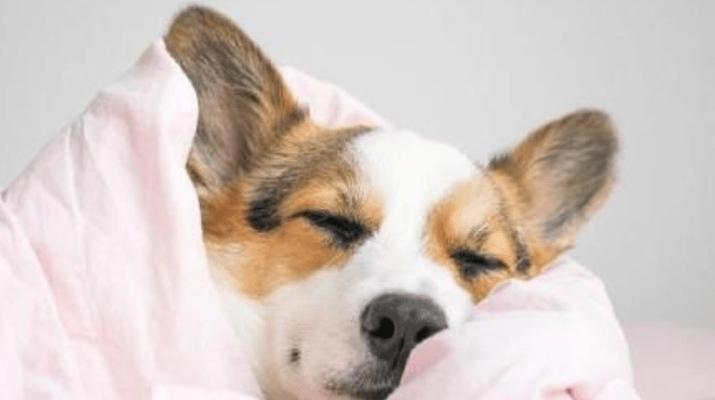 画眉鸟感冒的症状及防治方法（了解画眉鸟感冒的常见症状，保护你的宠物鸟健康）(图1)