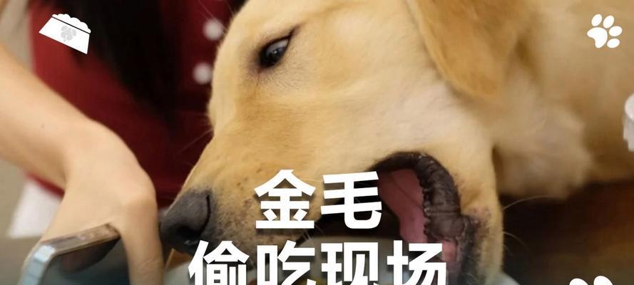 金毛犬的饮食习惯（金毛犬是否真的吃什么都可以？解密金毛犬的饮食偏好和注意事项）(图1)