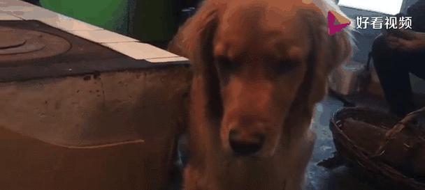 金毛犬的饮食习惯（金毛犬是否真的吃什么都可以？解密金毛犬的饮食偏好和注意事项）(图2)