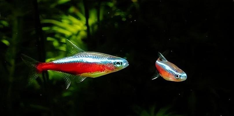 以灯鱼为主的混养鱼类选择及技巧（探索与灯鱼相适应的鱼类品种及其优势和养殖要点）(图2)