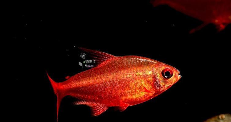 以灯鱼为主的混养鱼类选择及技巧（探索与灯鱼相适应的鱼类品种及其优势和养殖要点）(图3)