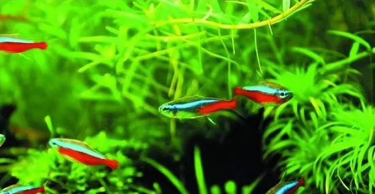 以灯鱼为主的混养鱼类选择及技巧（探索与灯鱼相适应的鱼类品种及 - 新生家伴