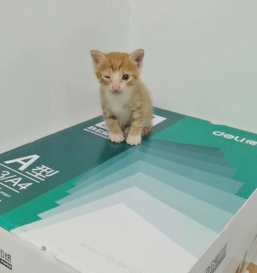 金毛叫声哑吃什么药？（解析金毛嗓音异常背后的原因和治疗方法）(图3)