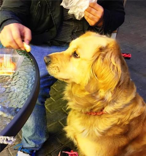 金毛叫声哑吃什么药？（解析金毛嗓音异常背后的原因和治疗方法）(图2)