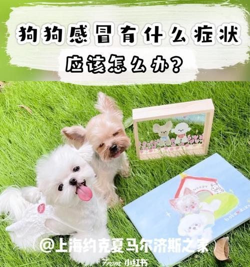 画眉鸟感冒的症状及防治方法（了解画眉鸟感冒的常见症状，保护你的宠物鸟健康）(图3)